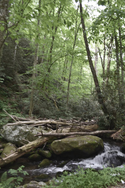 istock Green foliage in mountains 1338756914