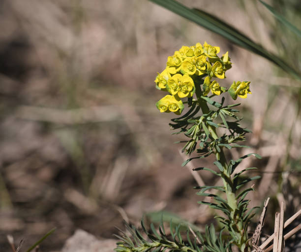 istock Selective focus shot of a beautiful yellow flower 1338757073