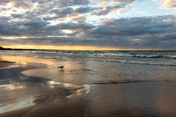 istock Seagull on the Beach at Sunset 1338757166