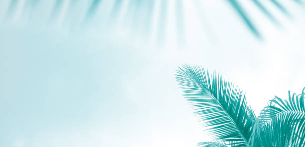 istock Palm leaves on a light blue-green background, toned template for text, panorama with copy space 1338757933