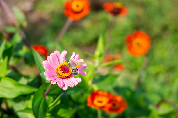istock A hawk moth pollinates a zinnia flower in the garden in summer 1338758024
