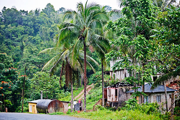 村のジャングル - tropical rainforest jamaica tropical climate rainforest ストックフォトと画像