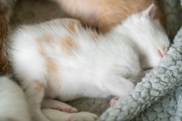 istock Small fluffy white kitten with red spots is sleeping sweetly on a blanket close-up 1338763918