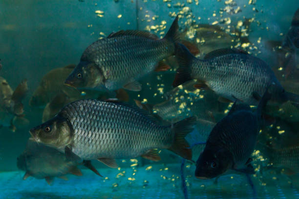 Fresh live fish in a grocery store aquarium. Selective focus background with copy space for text