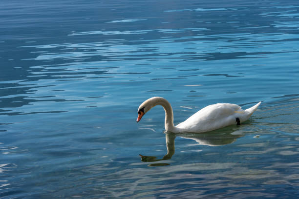 istock White swan swimming in a lake with its image reflected in the water 1338764174