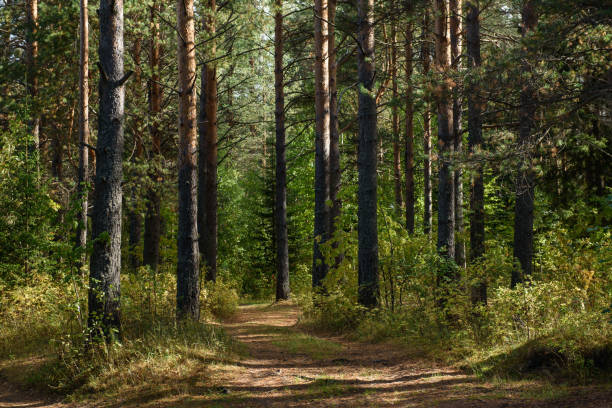 istock Landscape. A country road passing through an autumn pine forest 1338764340