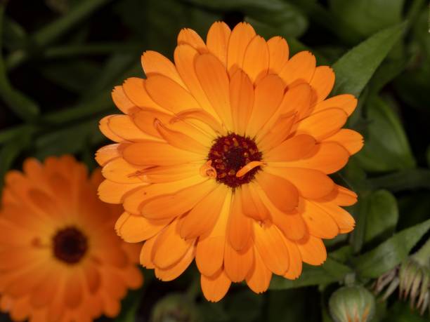 istock Two Pot Marigold Flowers In Bloom. 1338765038