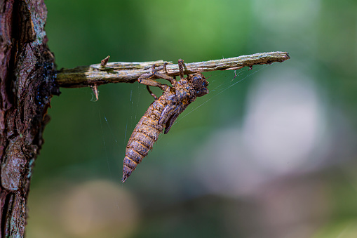 Skin of dragonfly nymph after a parasitic infection that killed it