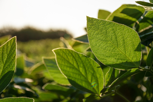 Soybean plant leaf close-up in a field of young plants. Young crops of agricultural crops. Selective focus.