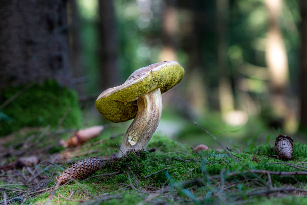 mushroom - i̇sveç illüstrasyonlar stok fotoğraflar ve resimler