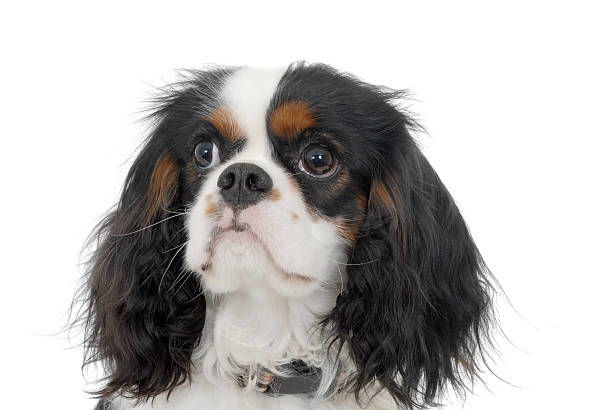 istock Portrait of a King Charles Cavalier 133876768
