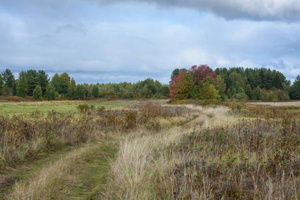istock A picturesque landscape. A country road running through fields 1338769605