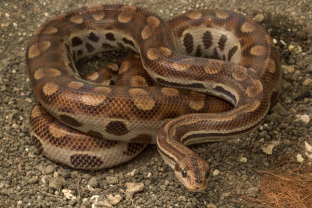 istock Pet Snake Rainbow boa (Epicrates cenchria assisi) on the Ground 1338770368