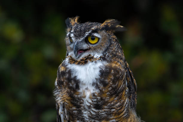 istock Great Horned Owl close up profile with mouth open. 1338770662