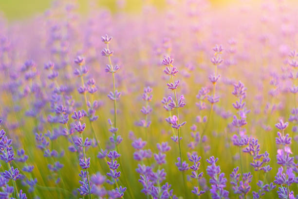 istock Creative stock photography, background with copy space 1338771328