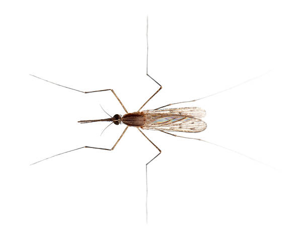 istock High angle view of Common gnat, Culex pipien, white background. 133877165