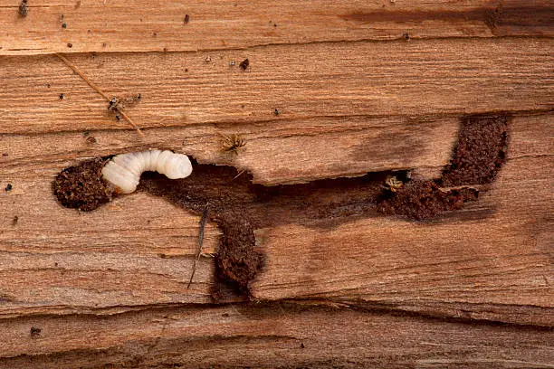 Photo of Longhorned Beetle larva, Cerambycidae Sp, burrowing into wood.