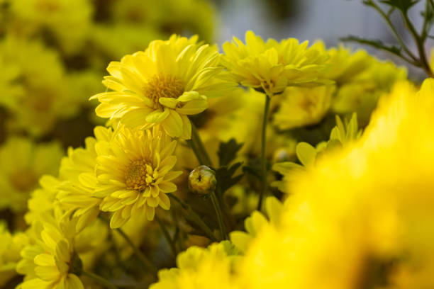 istock Cu chrysanthemums of different varieties and colors 1338772884