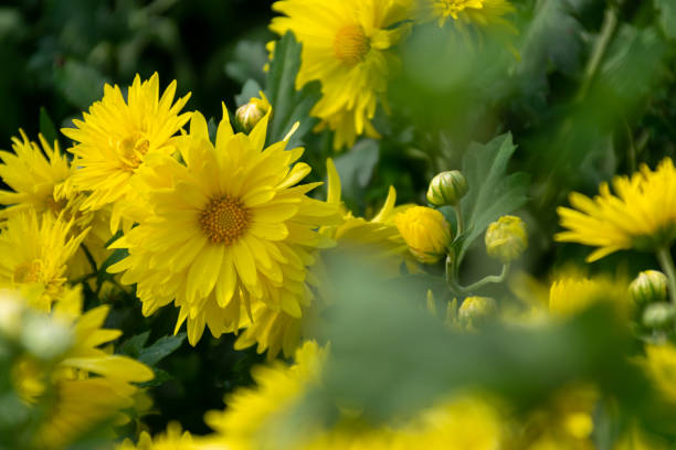 istock Cu chrysanthemums of different varieties and colors 1338772907