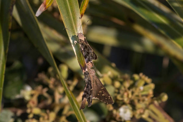istock Brazilian Moth on the Leaf with Flowers 1338773610