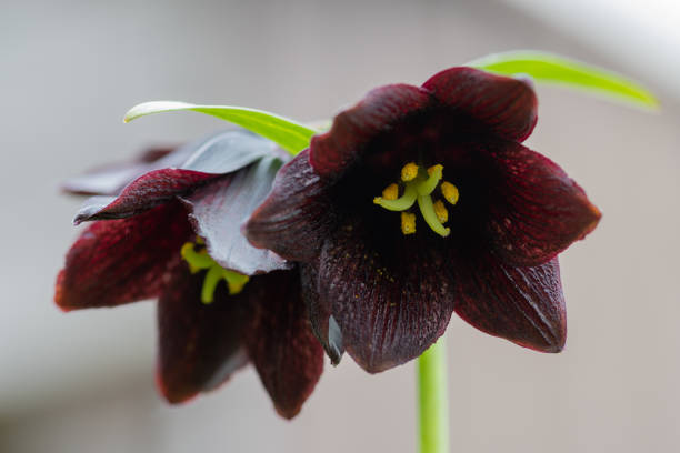 Black lily blooming in the field in early summer