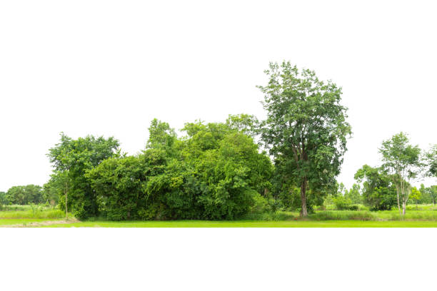 istock View of a High definition Treeline isolated 1338776103