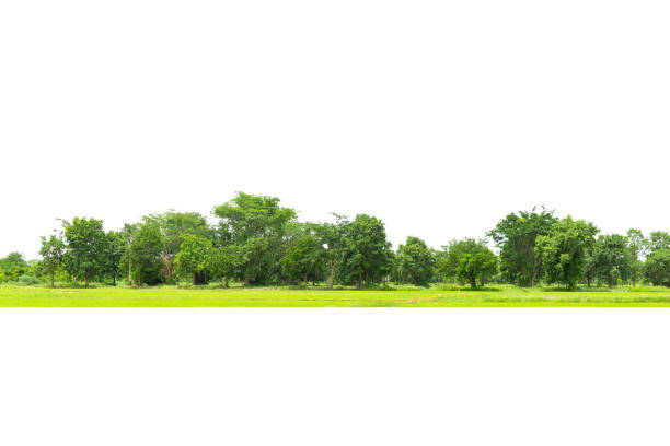 istock View of a High definition Treeline isolated 1338776126