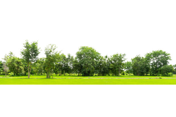 istock View of a High definition Treeline isolated 1338776127