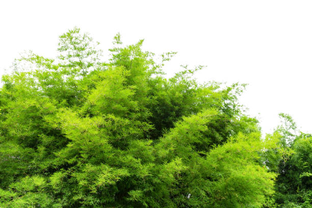 istock Bamboo branch in bamboo forest 1338776158