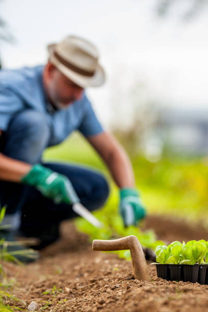 istock Wooden Dibble and Lettuce Saplings With Farmer Working in Background 1338776318