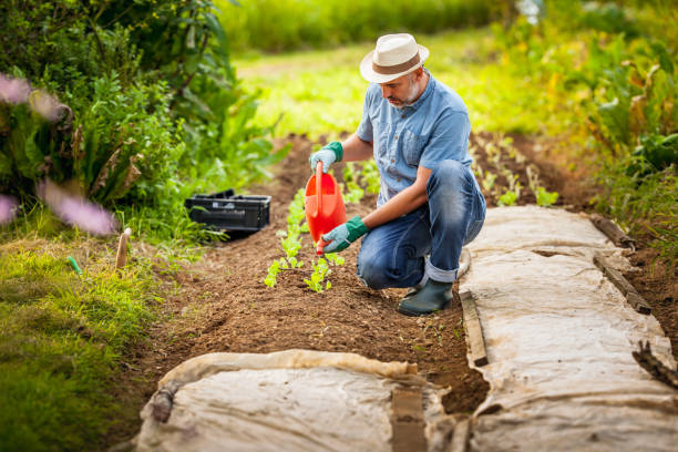 istock Mature Farmer Watering Freshly Planted Lettuce in His Garden 1338776321