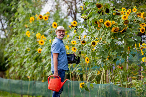 Smiling Mature Farmer Standing By Sunflower Field.