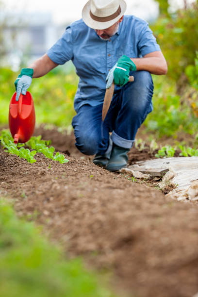 istock Farmer Watering Vegetables in Garden 1338776326