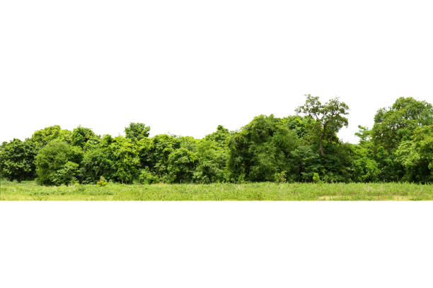istock View of a High definition Treeline isolated 1338777787