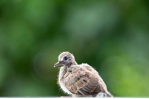 Close focus on head of baby dove after birth with blurry green woodland.
