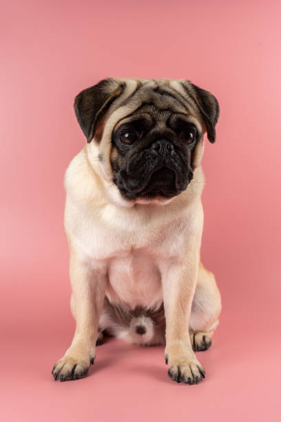 istock Cute Pug dog sitting on pink background. 1338780931