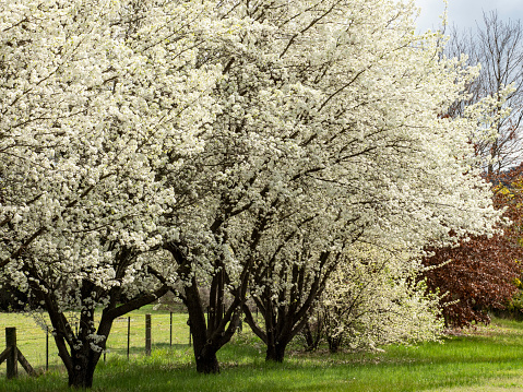 Bradford Pear trees with white spring blossom