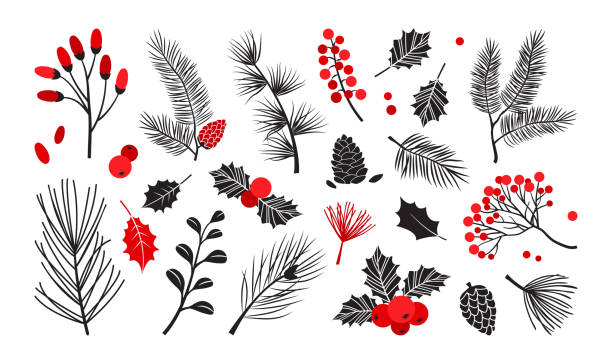 크리스마스 벡터 식물, 호랑가시나무 겨울 장식, 크리스마스 트리, 소나무, 나뭇가지, 흰색 배경에 고립 된 휴일 세트. 빨간색과 검은색. 빈티지 자연 - winterberry holly stock illustrations