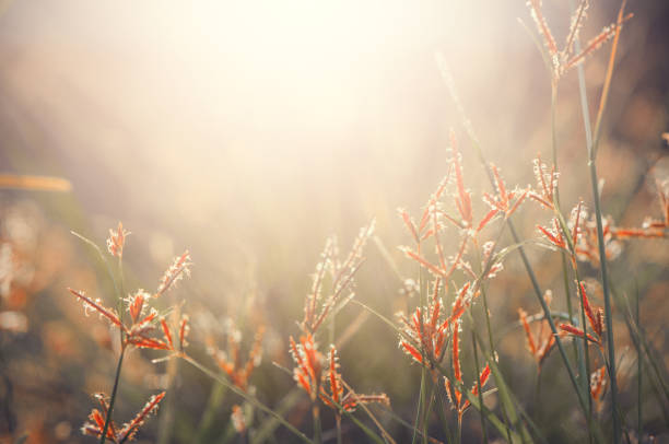 istock Meadow grass flower on bokeh background and sunshine. 1338784888