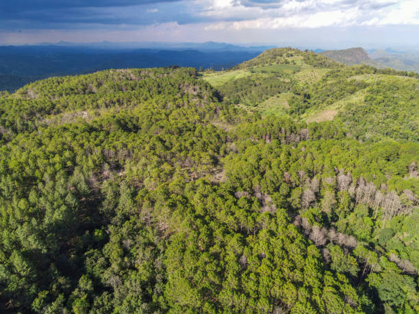 istock Aerial view forest tree environment forest nature background, Texture of green tree top view forest from above, pine and bamboo forest mountain background 1338784910