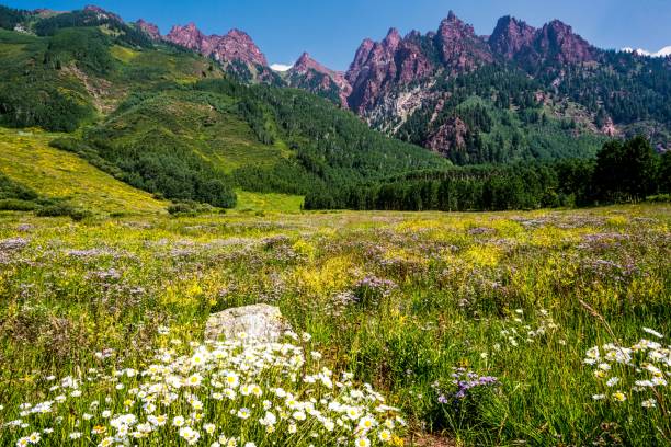 istock Purple Mountains and Floral Valley 1338785084
