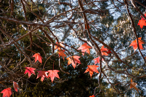 istock Fall season. Orange and red maple tree autumn background 1338785659