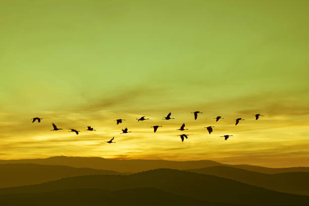istock Beautiful sky on sunset or sunrise with flying birds with copy space 1338785745