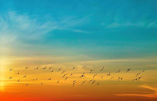 Bright sky on sunset or sunrise with flying birds natural background environment or ecology concept