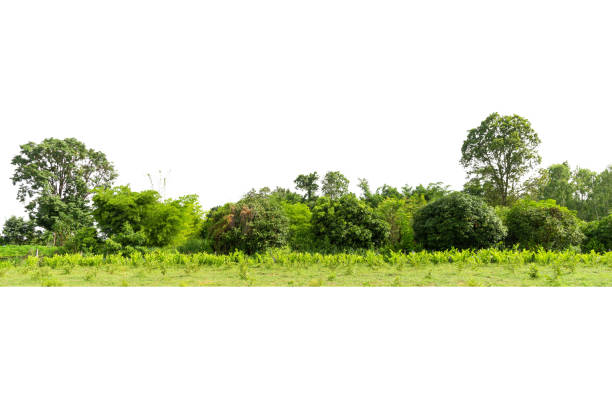 istock View of a High definition Treeline isolated 1338786724