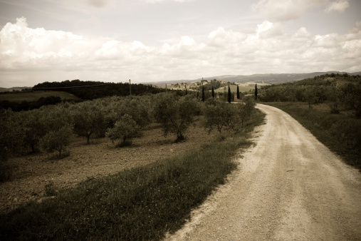 Path in the olive fields in Tuscany.