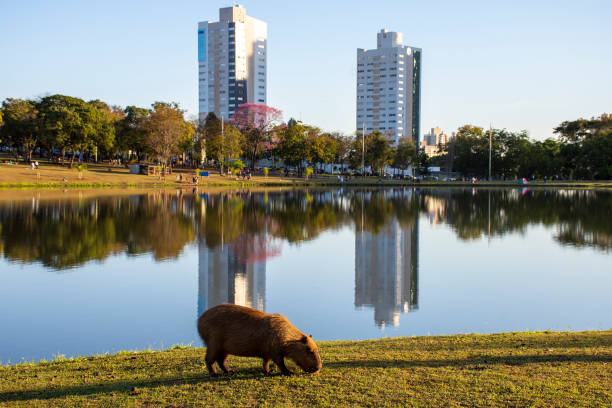 buildings with lake reflection in Mato Grosso do Sul stock photo