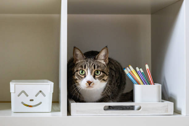 istock Closeup muzzle of cute funny cat sitting in cupboard shelf relaxing spending time at home 1338787382