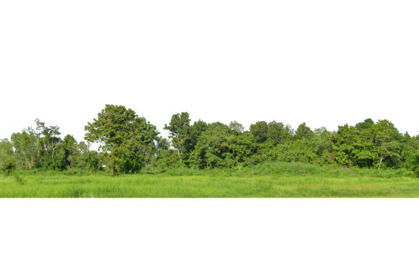 istock View of a High definition Treeline isolated 1338788112