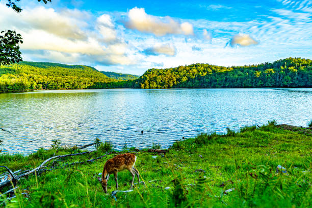 A deer at onneto lake akan asshoro national park